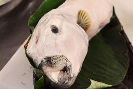 Tò mò cá "mỹ nhân ngư": Vừa xấu vừa độc, nhà giàu Việt cuồng ăn 