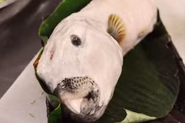 Tò mò cá "mỹ nhân ngư": Vừa xấu vừa độc, nhà giàu Việt cuồng ăn 