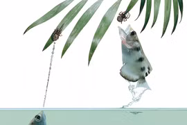 Dị thường loài cá dùng "súng nước" săn mồi bách phát bách trúng 