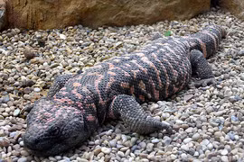 Quái vật bò sát có nọc độc đáng sợ nhưng vô hại vì... quá chậm