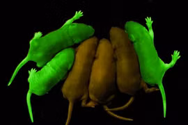 Ngỡ ngàng những loài động vật có khả năng tự phát sáng 