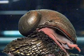 Loài ốc sên tự kết hợp sắt vào khung xương thành bộ áo giáp