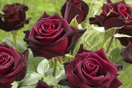 Ngỡ ngàng những loài hoa hồng lạ, đẹp nhất thế giới