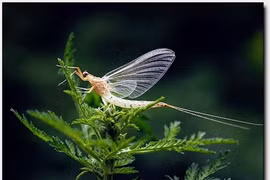 Loài động vật có tuổi thọ siêu ngắn chỉ sống được một ngày