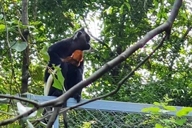 Loài voọc quần đùi trắng sinh sản tự nhiên tại Tràng An: Quý hiếm sao? 