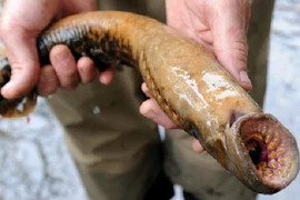 Kinh dị cách sinh tồn loài cá “ma cà rồng” lâu đời nhất thế giới 