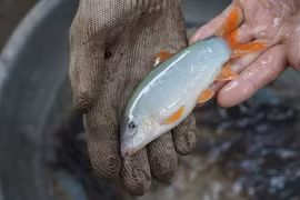 Giật mình loài cá biết kêu như lợn, người Việt nuôi kiếm bạc tỷ 