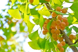 Nghe lời cổ nhân trồng loại cây này, gia đình đời đời phú quý