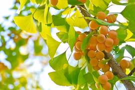 Nghe lời cổ nhân trồng loại cây này, gia đình đời đời phú quý