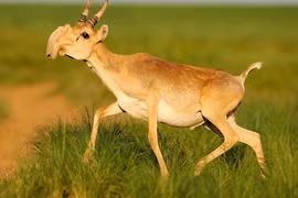 Loài linh dương mang mũi “siêu to khổng lồ” ra đe doạ đối thủ