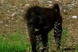 Khỉ đầu chó ‘kéo quân’ tàn sát bầy ngỗng trời con