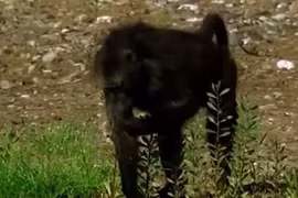 Khỉ đầu chó ‘kéo quân’ tàn sát bầy ngỗng trời con