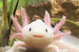 Loài kỳ giông đặc biệt ẩn chứa chìa khóa tái sinh của con người