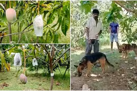 Giống xoài đắt nhất thế giới khiến chủ nhân thuê 4 vệ sĩ canh chừng