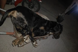 Rắn hổ mang vào nhà cắn chó 60kg chết thảm: "Manh động" sao? 