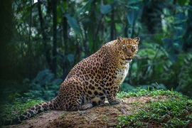 Không ngờ động vật mang thai cũng “ì ạch” không kém con người