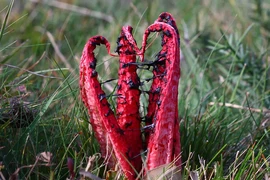 Cỏ vuốt quỷ, nấm bạch tuộc và những loài rùng rợn nhất giới thực vật