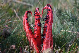 Cỏ vuốt quỷ, nấm bạch tuộc và những loài rùng rợn nhất giới thực vật