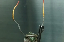 Tưởng “kinh dị”, đông trùng hạ thảo bọ xít quý đến mức nào? 