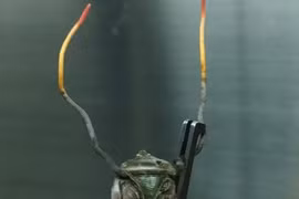 Tưởng “kinh dị”, đông trùng hạ thảo bọ xít quý đến mức nào? 