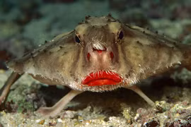 Cận cảnh loài cá dơi môi đỏ gợi cảm kỳ dị nhất hành tinh 