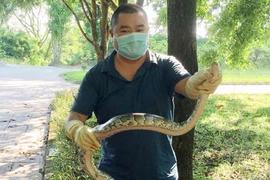 Tận mục 5 động vật quý hiếm được VQG Hà Tĩnh thả về rừng 