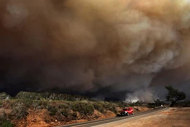 Khói cháy rừng khiến con người dễ mắc COVID-19 hơn? 