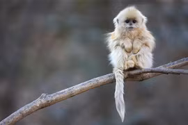 Vọoc mũi hếch “chảnh” cỡ nào mà mất nửa thế kỷ mới quay được?