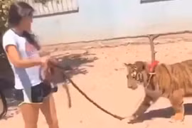 Cô gái dắt hổ Bengal quý hiếm như dắt chó đi dạo trên phố