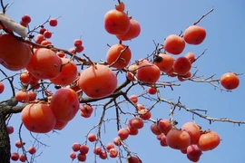 Trồng cây Thất Tuyệt cổ nhân khuyên, gia chủ hưởng phúc trọn đời 