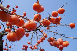 Trồng cây Thất Tuyệt cổ nhân khuyên, gia chủ hưởng phúc trọn đời 