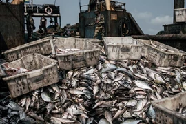 Trái đất chuẩn bị bước vào giai đoạn... tuyệt chủng thường kỳ?