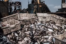 Trái đất chuẩn bị bước vào giai đoạn... tuyệt chủng thường kỳ?