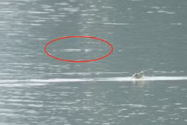 Ngoài rùa Đồng Mô, còn bao nhiêu rùa Hồ Gươm trên thế giới?