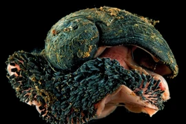 Sửng sốt động vật "thân sắt", sống khỏe re trong núi lửa địa ngục 