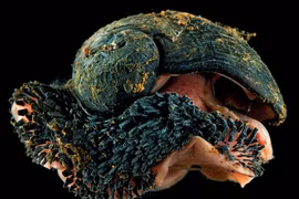 Sửng sốt động vật "thân sắt", sống khỏe re trong núi lửa địa ngục 