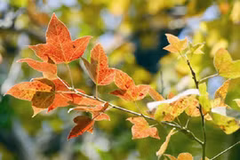 Cây sau sau - vị thuốc đa năng bị nhầm phong lá đỏ ở Việt Nam