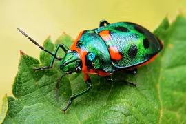 Ngỡ ngàng trước vẻ đẹp của những loài côn trùng quý hiếm nhất thế giới