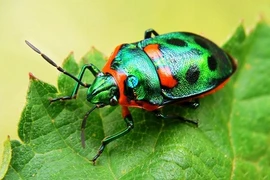 Ngỡ ngàng trước vẻ đẹp của những loài côn trùng quý hiếm nhất thế giới