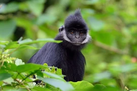 Thường xuyên cắn người nhưng không thể xử lý, voọc gáy trắng quý hiếm cỡ nào?