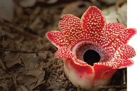 Loài hoa Sapria "lười biếng” nhất thế giới, không vận động chỉ ăn bám