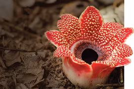 Loài hoa Sapria "lười biếng” nhất thế giới, không vận động chỉ ăn bám