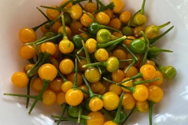 Người Việt “chơi sang” khi mang loại ớt giá nửa tỷ đi... tặng 