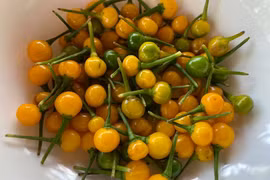 Người Việt “chơi sang” khi mang loại ớt giá nửa tỷ đi... tặng 