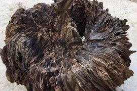 "Mướt mồ hôi" vác gỗ mục về nhà, ai ngờ Thần Tài gõ cửa 