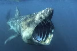 Kinh ngạc top động vật có vẻ ngoài "lừa đảo" nhất hành tinh 