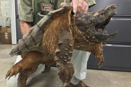 Loài rùa cá sấu ở Bình Định có lực cắn gấp 6 lần cá mập 