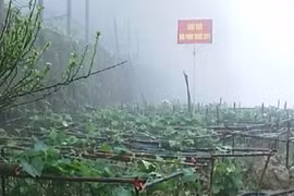 Thực hư tin su su Tam Đảo phun thuốc “kích phọt” sau 1 đêm