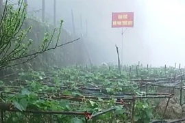 Thực hư tin su su Tam Đảo phun thuốc “kích phọt” sau 1 đêm