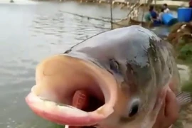 Phát hiện cá chép hai đầu gây kinh ngạc